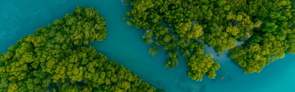 Exploring Mangroves of Mumbai on a Boat Ride